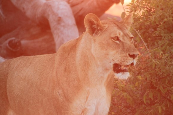 Beautiful lioness with cubs and kill  (Photo: RWH)
