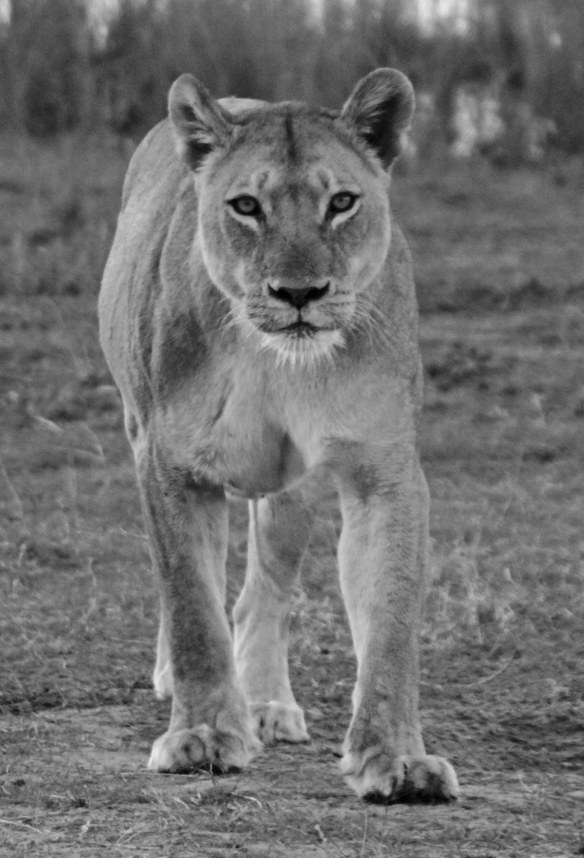 Stay away!  (Photo: RWH)