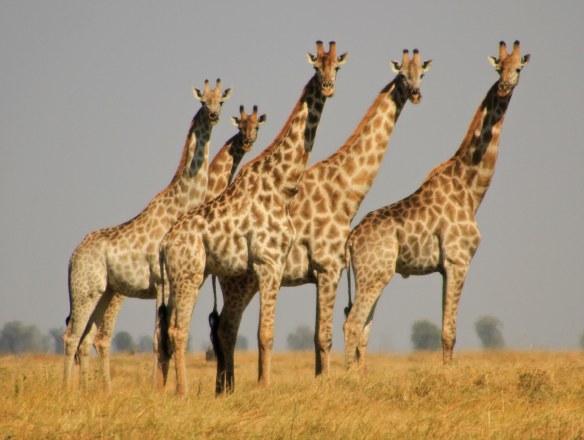 Standing tall  (Photo: RWH)